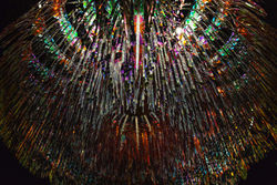 Sundew Queen Bottom View By The Fabrick Lab